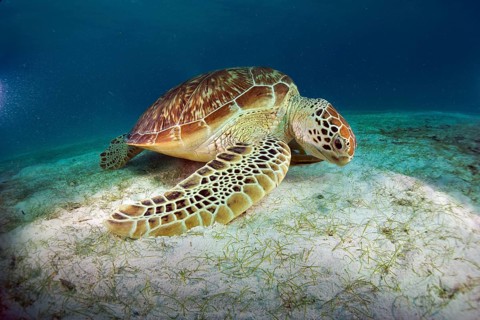 Green Sea Turtle (Chelonia mydas) eating seagrass