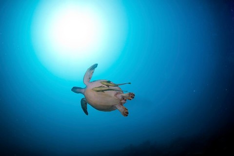 Green Sea Turtle (Chelonia mydas) with remoras or suckerfishes