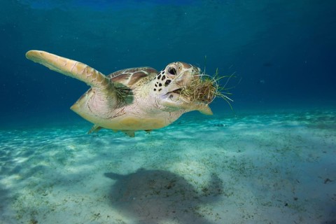 Green Sea Turtle (Chelonia mydas) eating seagrass