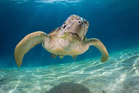 Green Sea Turtle (Chelonia mydas)