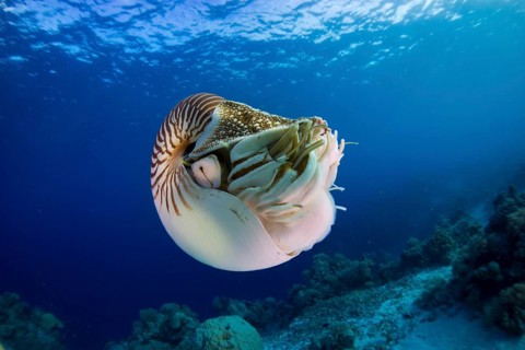 Nautilus (Nautilus belauensis)