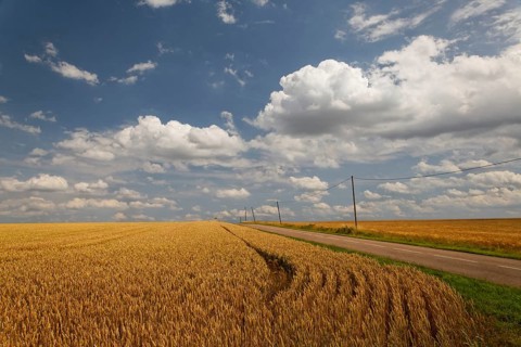 Fields near Pierrecourt along the D5 road