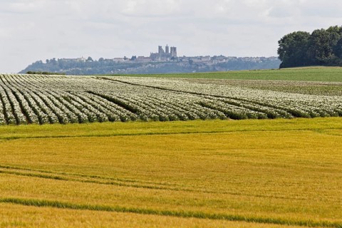 Laon Cathedral
