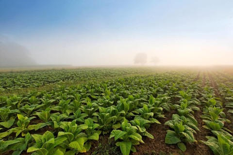 Tobacco field in the morning mist