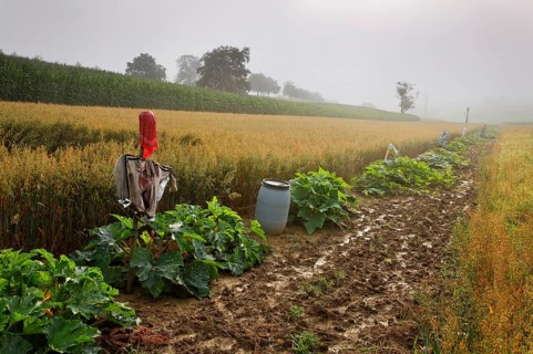 A vegetable field with scarecrows on Dinkelberg mountain