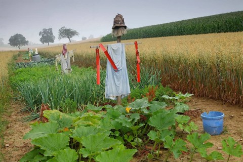 A vegetable field with scarecrows on Dinkelberg mountain