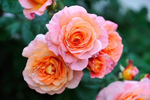 Roses (Rosa)