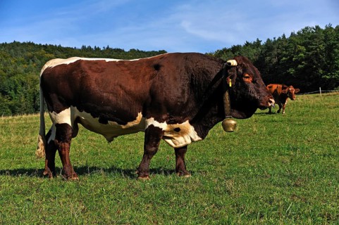 Bull in a pasture