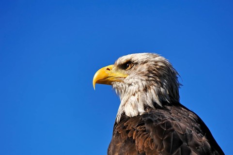 Eagle (Haliaeetus albicilla) against a blue sky
