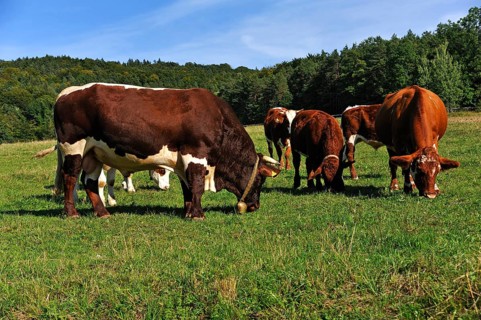 Grazing breeding bull with suckler cows in a pasture
