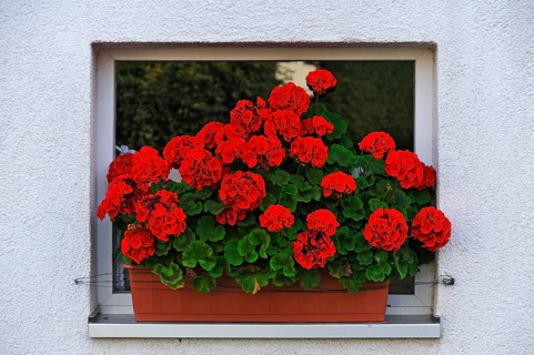 Blooming geraniums (Pelargonium graveolens) in a flower box in front of a small window
