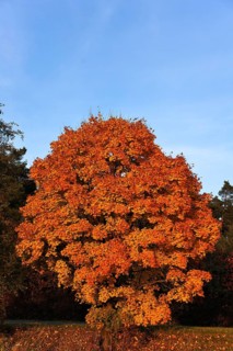 Norway maple (Acer platanoides) in golden yellow autumn colors