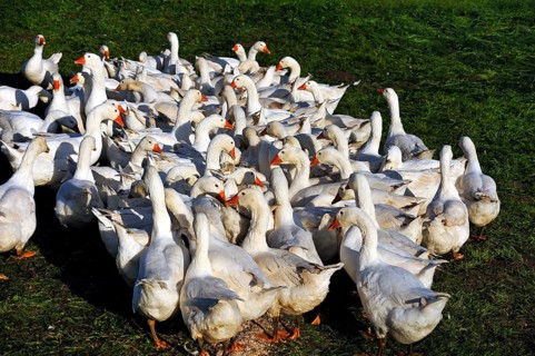 Geese