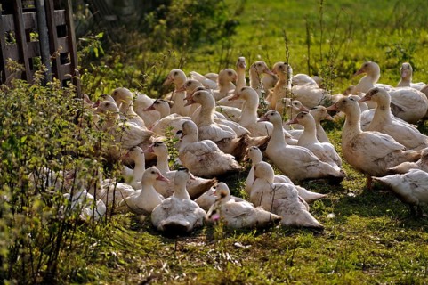 Free-range mulard ducks in a meadow
