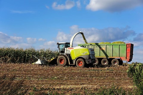 Corn forager filling a parallely drawn trailer with corn