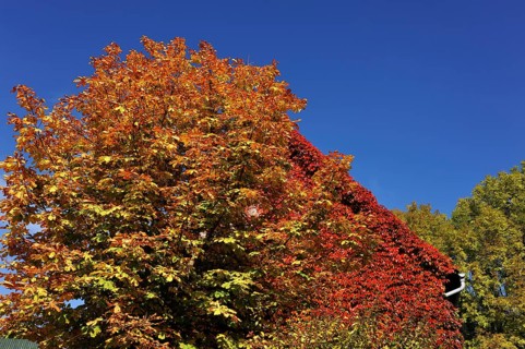 Horse Chestnut (Aesculus hippocastanum)