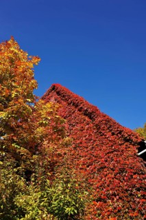 Horse Chestnut (Aesculus hippocastanum)