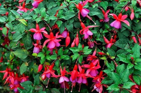 Blossoms of a Fuchsia (Fuchsia regia)