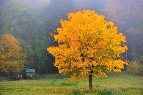 Colourful Norway maple (Acer platanoides) in the morning haze