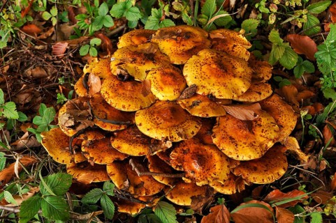 Clump of Pholiota Mushrooms (Pholiota jahnii) on a tree stump
