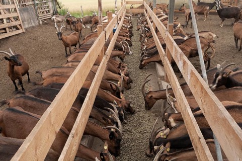 Goats feeding in a barn