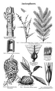 Wall chart