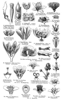 Display chart of Plant Systematics II