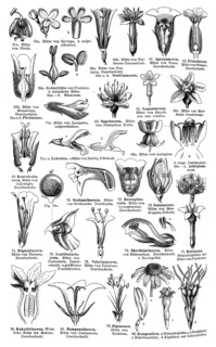 Display chart of Plant Systematics IV