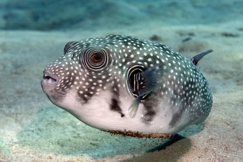 White-spotted Puffer (Arothron hispidus) on the sandy sea bottom