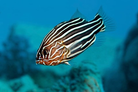 Six-lined Soapfish or Solden-striped Grouper