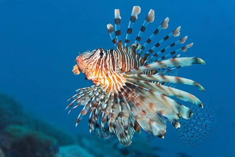 Red Lionfish (Pterois volitans)