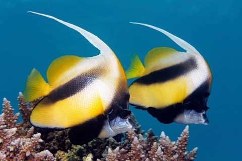 Two Red Sea Bannerfish (Heniochus intermedius)