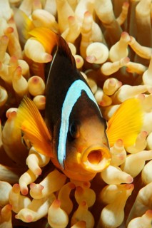 Two-banded Anemonefish or Red Sea Clownfish (Amphiprion bicinctus) with an open mouth in front of an Anemone