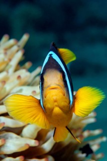 Two-banded Anemonefish or Red Sea Clownfish (Amphiprion bicinctus) in front of an Anemone