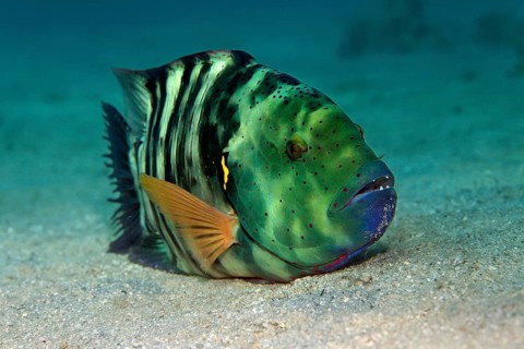 Broomtail Wrasse (Cheilinus lunulatus) on the sandy sea bottom