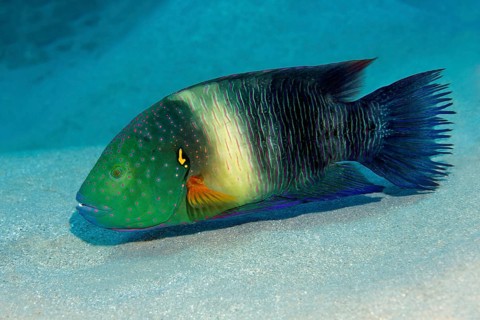 Broomtail Wrasse (Cheilinus lunulatus)