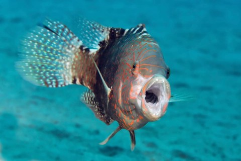 Abudjubbe's splendor wrasse (Cheilinus abudjubbe) opening mouth