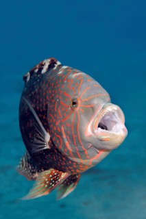 Abudjubbe’s splendor wrasse (Cheilinus abudjubbe) opening mouth
