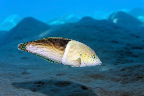 Clown coris (Coris aygula)