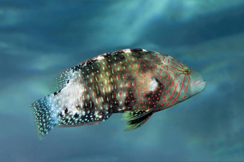 Abudjubbe's splendor wrasse (Cheilinus abudjubbe) Makadi Bay