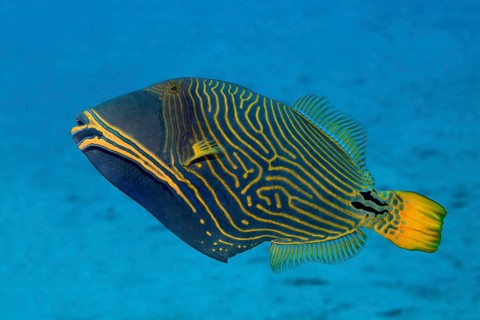 Orange-lined triggerfish (Balistapus undulatus)