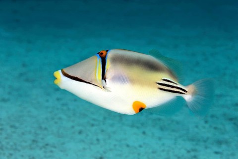 Picasso triggerfish (Rhinecanthus assasi)