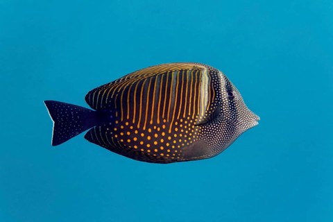 Red Sea sailfin tang (Zebrasoma desjardinii)