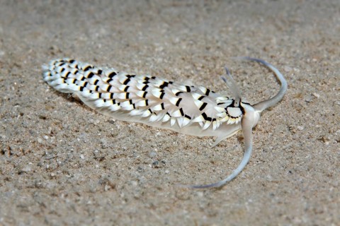 Cerberilla sea slug (Cerberilla annulata)