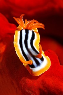 Chromodoris quadricolor sea slug (Chromodoris quadricolor) on fire sponge