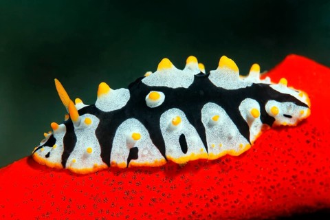 Phyllidia rueppellii snail (Phyllidia rueppellii)