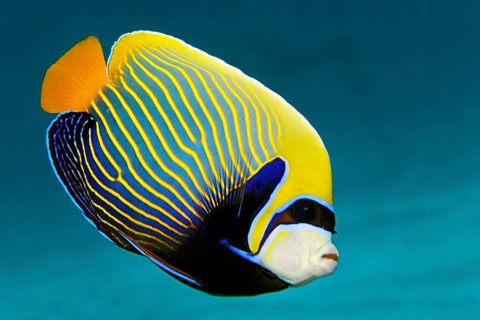 Emperor Angelfish (Pomacanthus imperator)