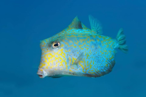 Humpback turretfish (Tetrosomus gibbosus)