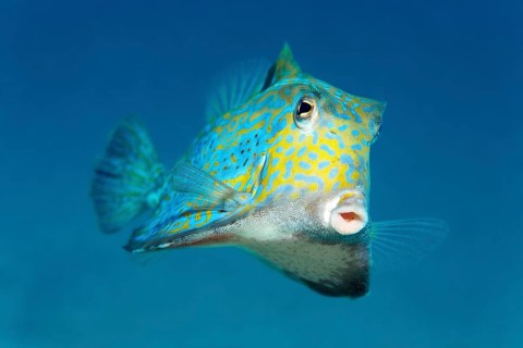 Humpback turretfish (Tetrosomus gibbosus)