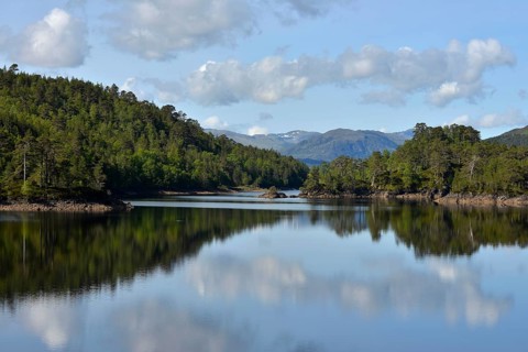 Caledonian pines (Pinus sp.)